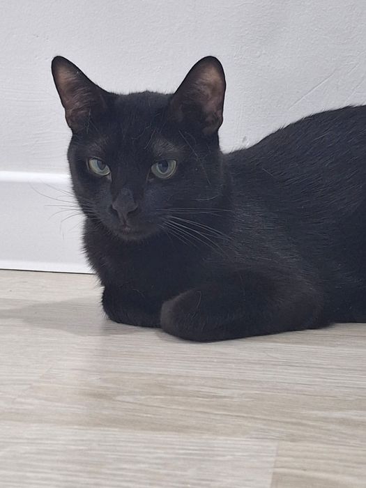 Отдаю в добрые руки котёнка