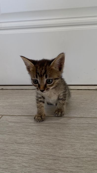 Отдам в хорошие руки котят