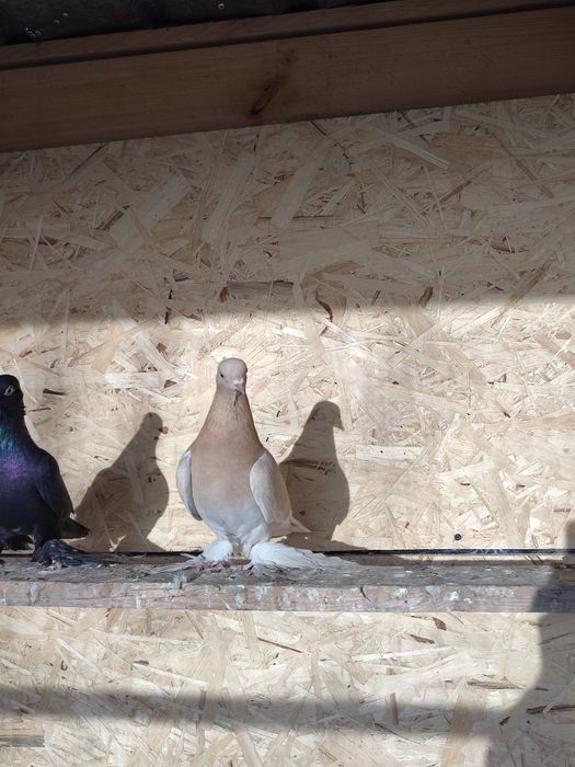 Самец жёлтый игровой