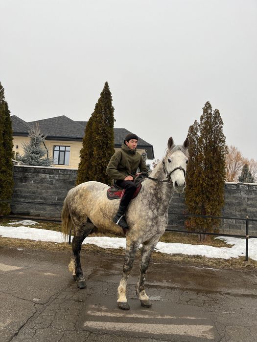 Айгыр сатылады 8 жасар