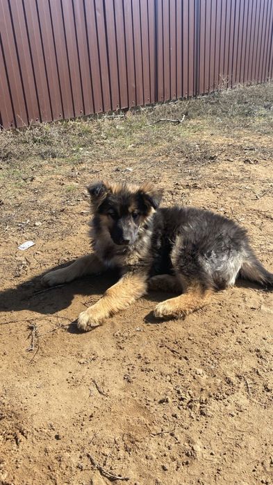 Отдам даром щенка