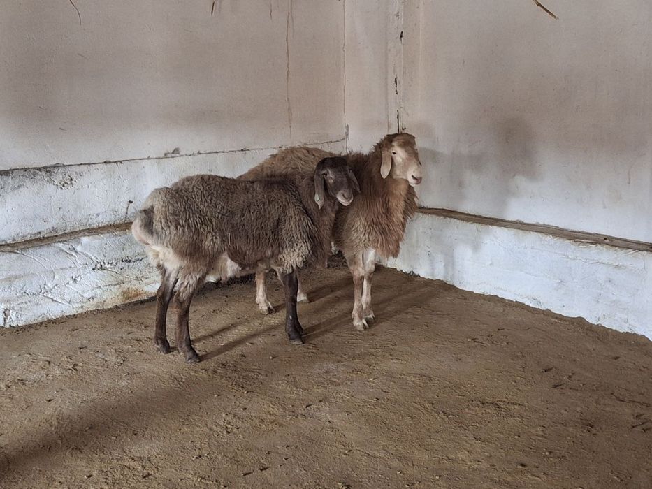 Qo’y srochna sotiladi