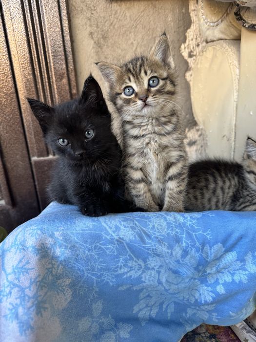 Отдам котят в добрые руки