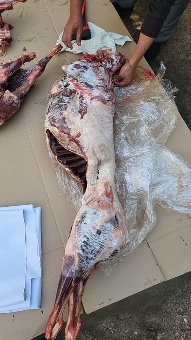 Продаю мясо Сайги