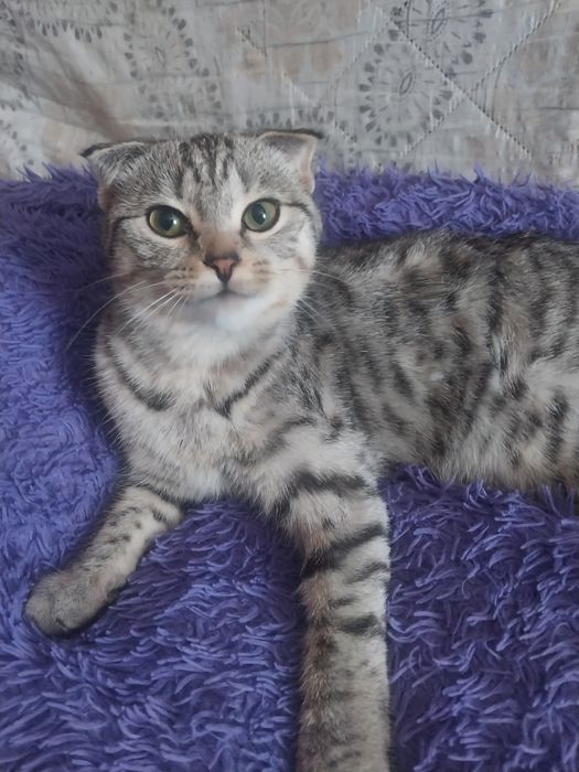 Отдам кошечку вислоухая