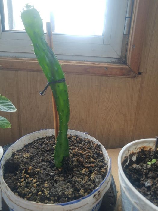 Кактуси големи и красиви