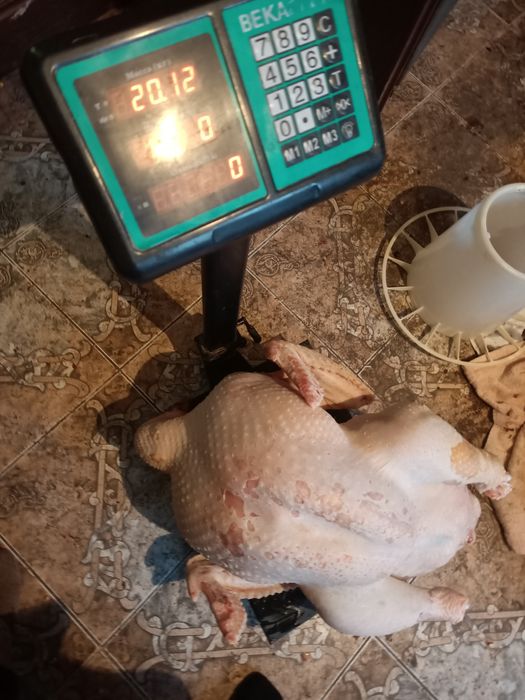 Тушка индюка целиком