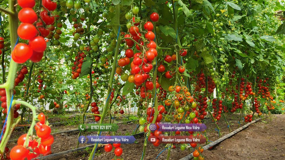 Rasad rosii [tomate] | Rasaduri rosii Prekos, Inima de bou, Ardei, etc