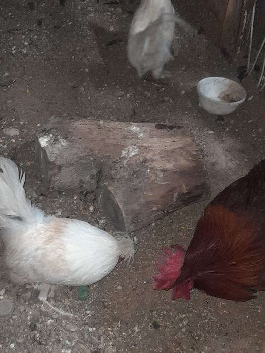 Xoroz 1ta kotta xashaki 2ta Yaron Xoroz 250ming xammasi kelishamiz