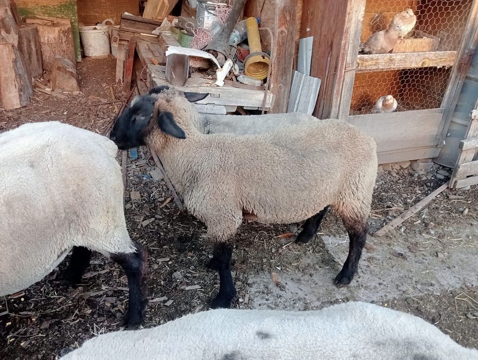 Berbecuti suffolk