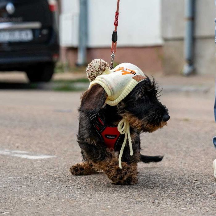 femela pui teckel sarmos standard la 3 luni , Pedigree A