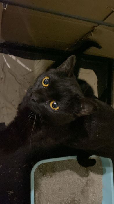 Котята ищют дом срочно
