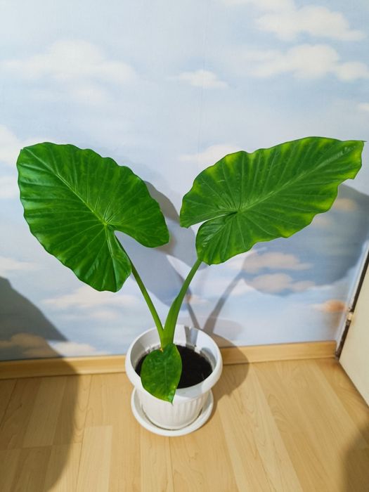 Стайни и балконски цветя