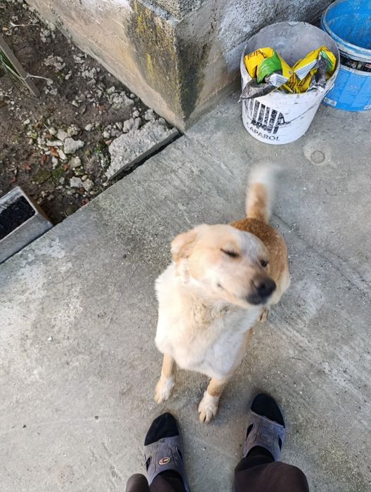 Donez cățeluș/cățelușă talie mare