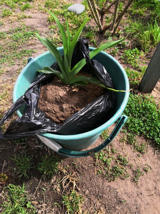 Лилейника кустик