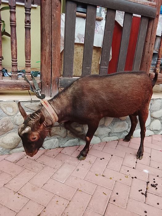 De vânzare țapi de 2 ani și 1 an și de  8 luni