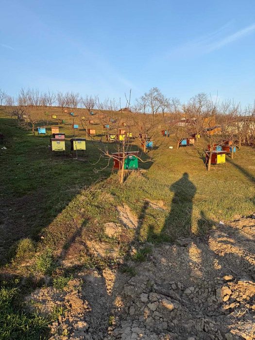 Vând Familii de albine