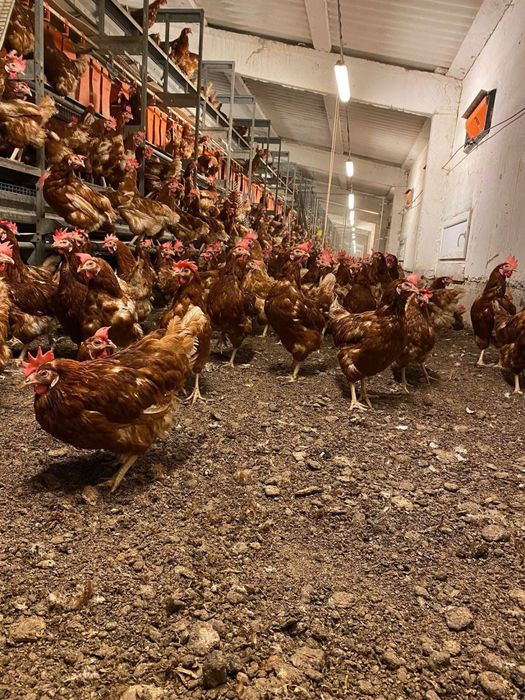 Vand Gaini Rosi Outoare  - livrare la domiciliu