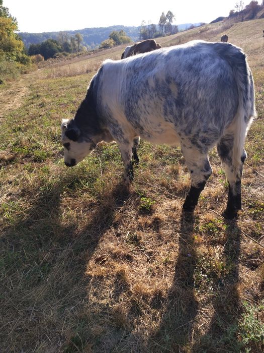 Vând viței belgienii