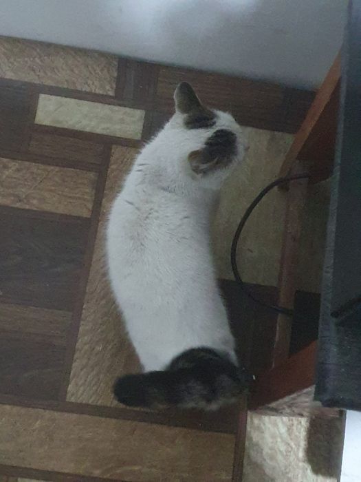 Домашняя кошка отдам даром за добрые руки