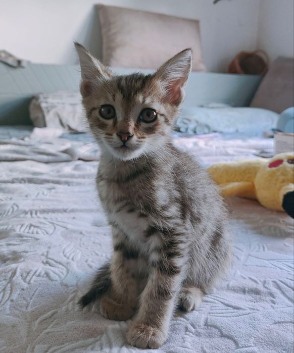 Котят ищут новый ДОМ!