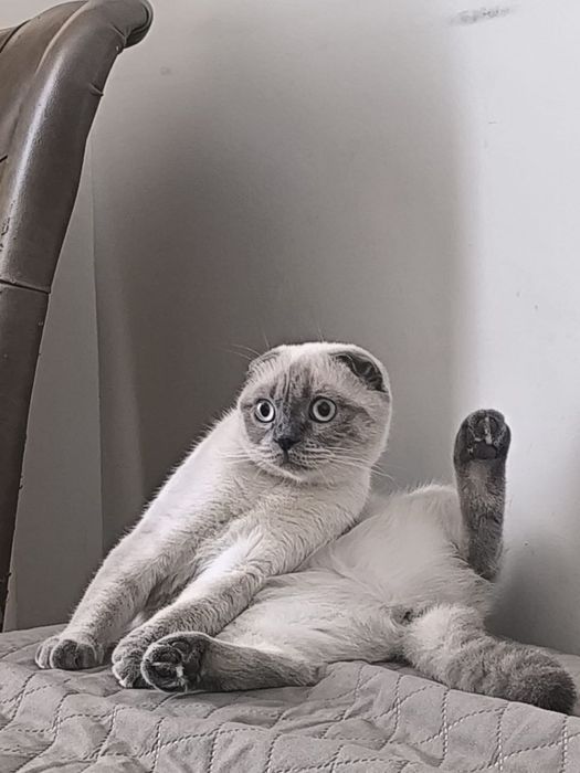 Кошка для вязки бесплатно