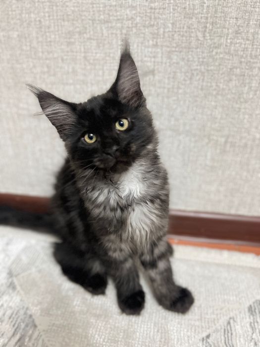 Котята Мэйн Куны