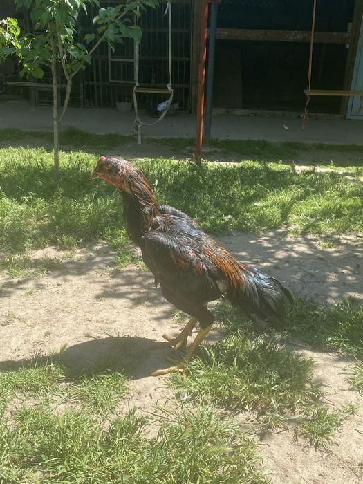 Арзан  дакан   бар
