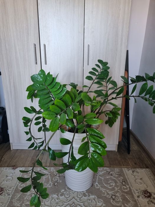 Замиокулькас цветок