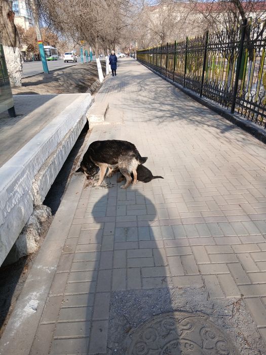 Домашние животные