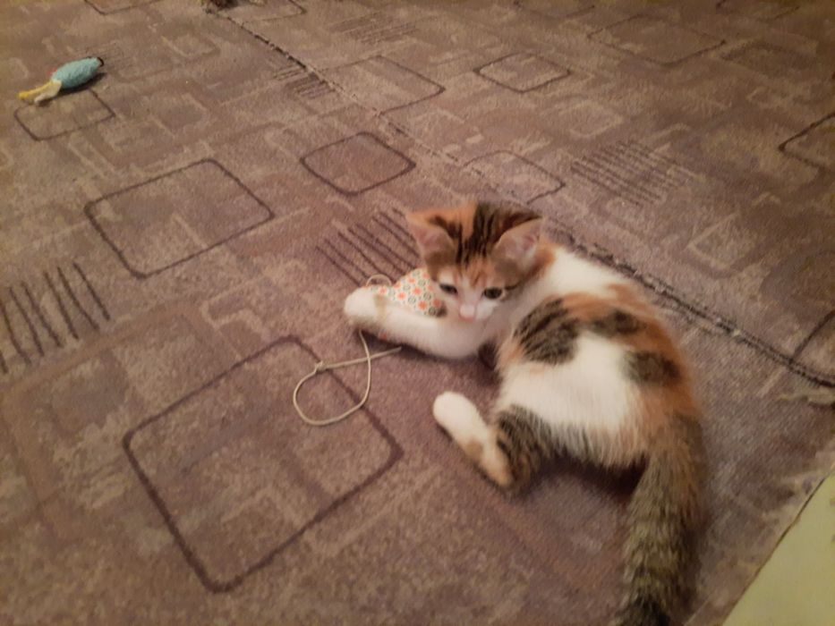 Pisici pentru adoptie
