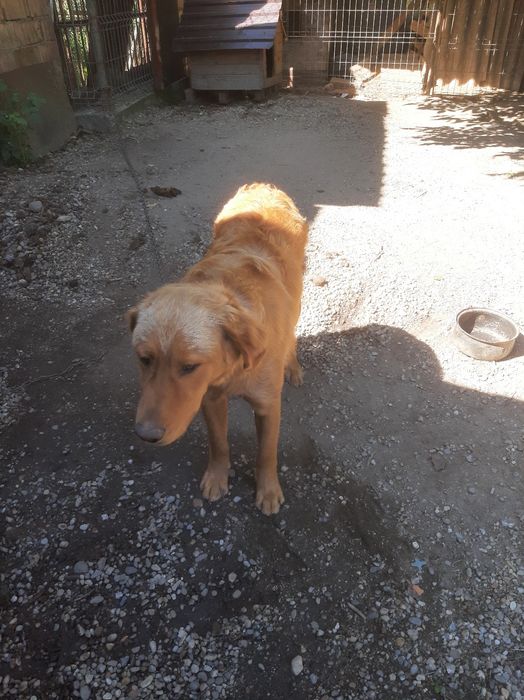 Donez   un  Cățel