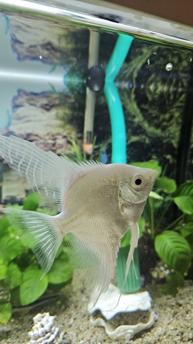 Donez Scalar in Sibiu