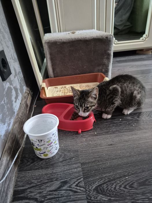 Срочно отдам котёнка!