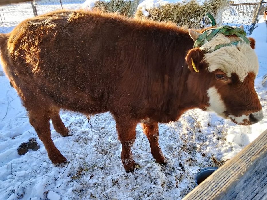 Бычок годовалый...