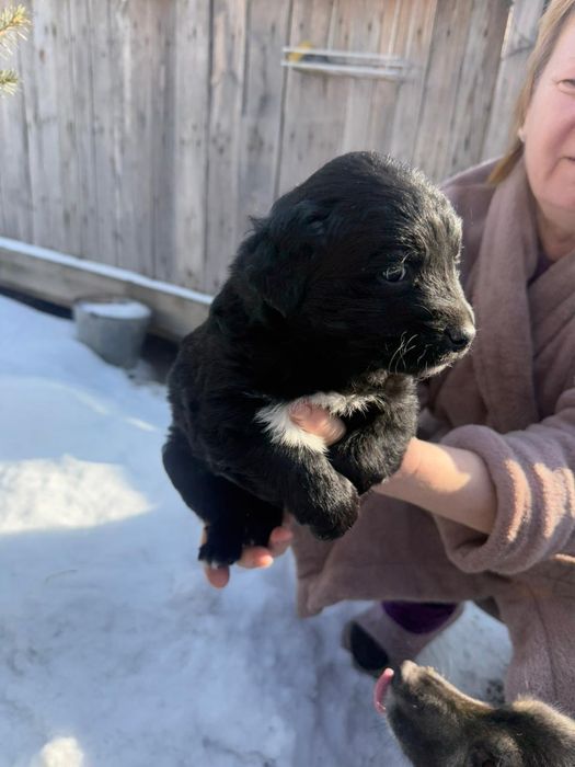 Щенки в хорошие руки