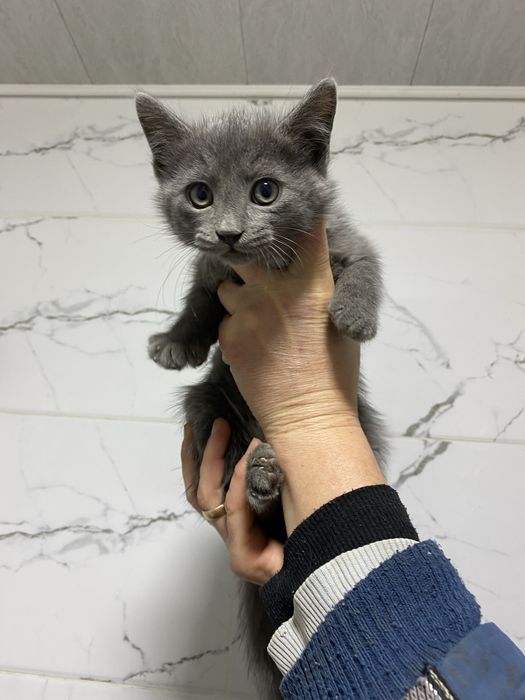 Продаются котята