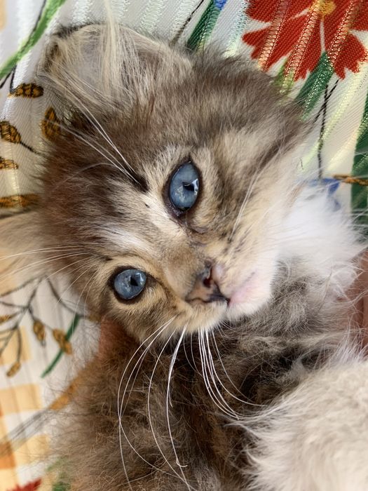 КОТЯТА Для твоего сердца