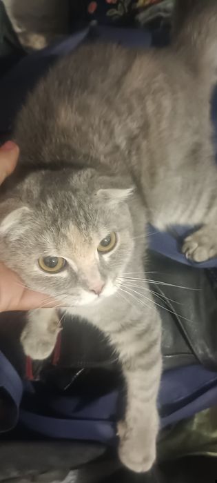 Кошка вислоухая красивая