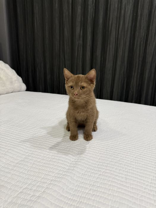 Скоттиш страйт | Коричневый котенок