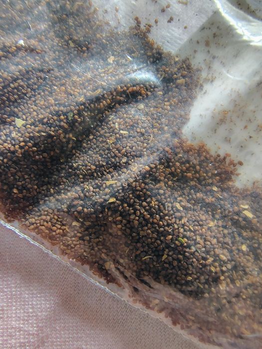 Seminte tutun Golden Virginia