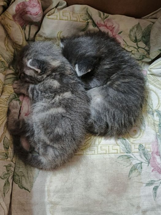 Котята скоттиш вислоухие