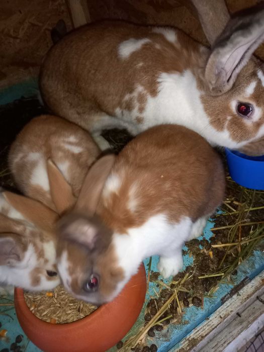 Va nd  iepurași  maturi și tineret