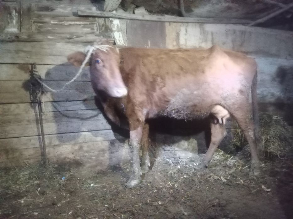 Bug‘o‘z 3-QORIN 6 oylik.