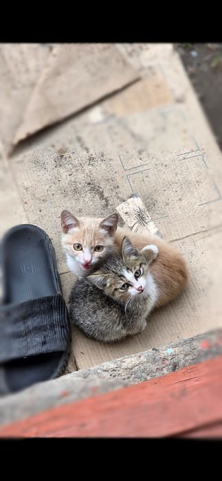 котята 1 месяц
=