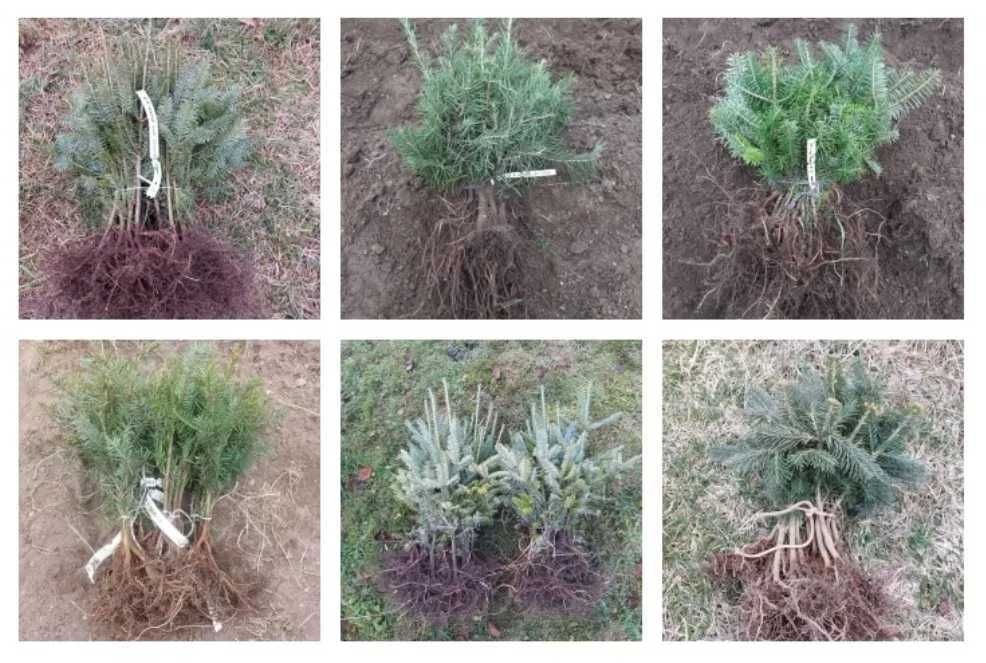 Pachet 600 buc. puieti-6 specii brad-infiintare Plantatie Pomi Craciun