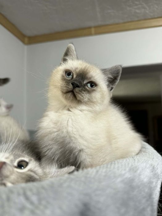 Сребърни британчета