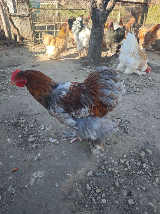 Петли Кохинхин 10 броя