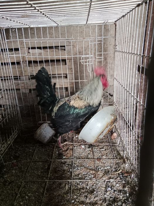 Продам Хорошего Петушка