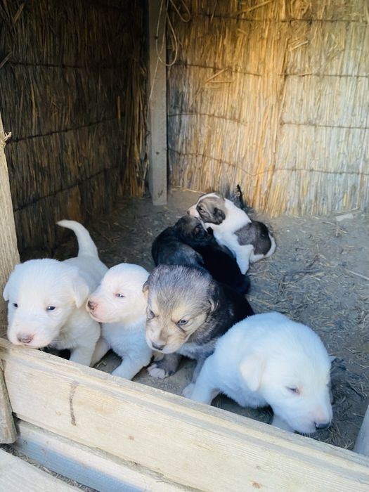 Күшіктер сатылады порода тобет